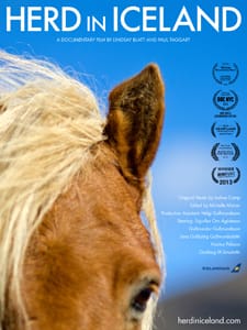 Herd in Iceland